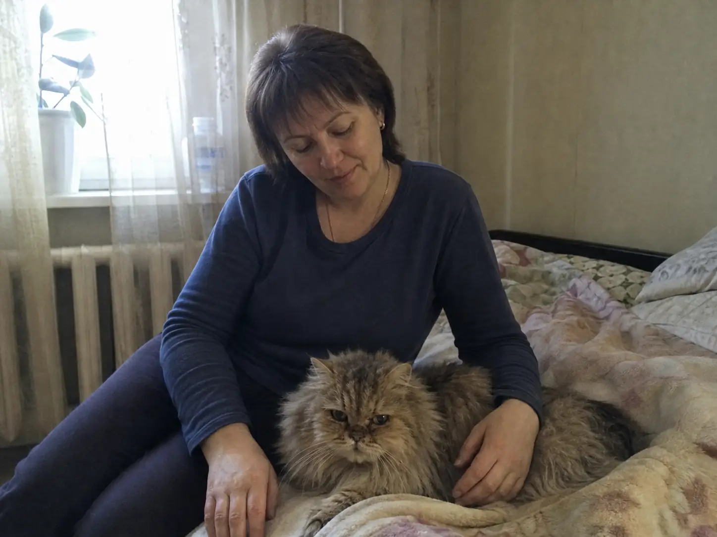 Вера, персидская кошка, Москва